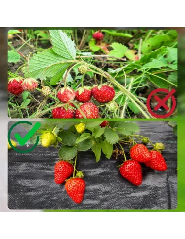 AGROTKANINA AGROWŁÓKNINA 1,1x50m ANTYCHWASTOWA CZARNA 90g/mkw UV 3% + KOTWY
