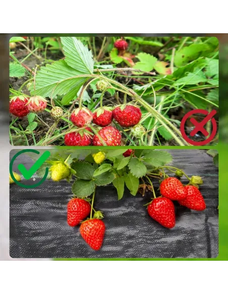 AGROTKANINA AGROWŁÓKNINA 1,1x50m ANTYCHWASTOWA CZARNA 90g/mkw UV 3% + KOTWY